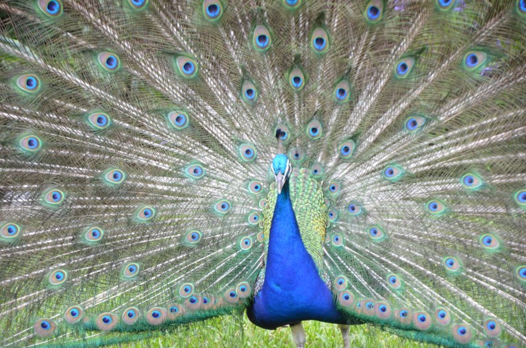 MIGHTY PEACOCK 