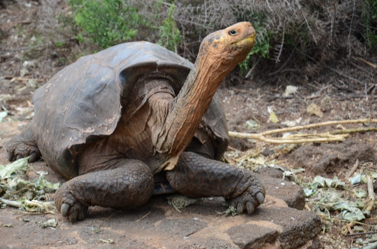 Galapagos Tortoise