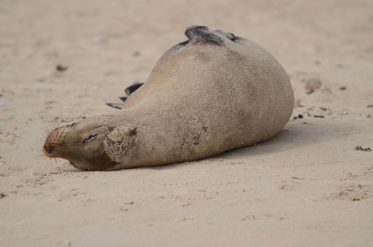 GALAPAGOS SEA LION