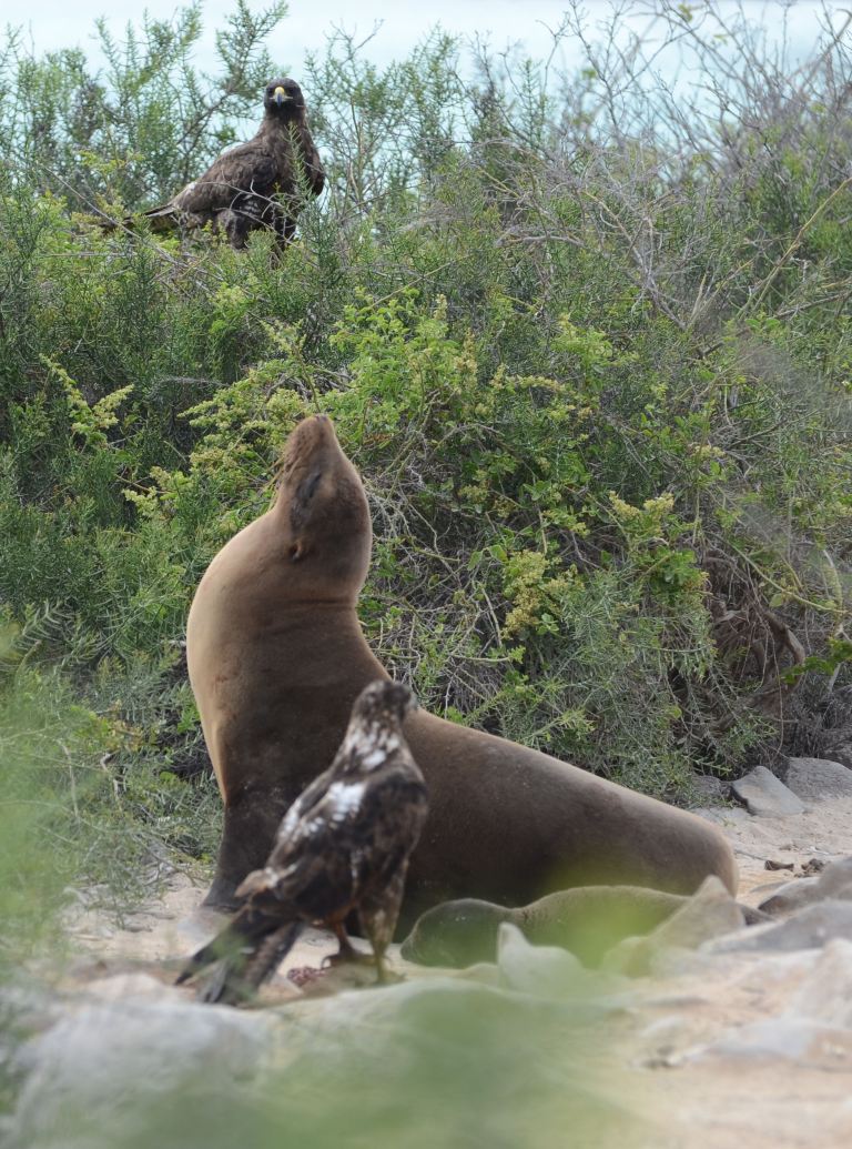 Galapagos Hawks and Sea Lion