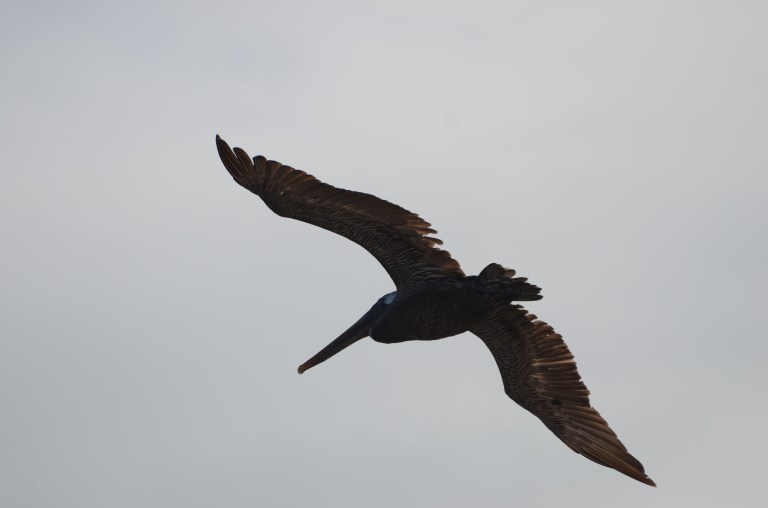 Galapagos Frigate Bird in Flight