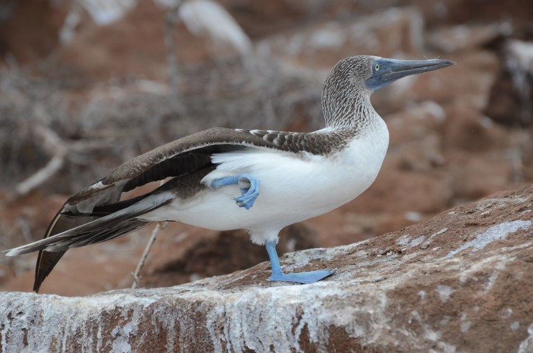 GALAPAGOS BLUE BOOBIES